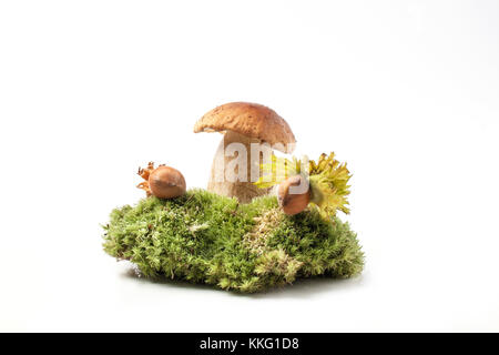 Cep Pilz mit Haselnüsse auf Wald Moos über Weiß Stockfoto