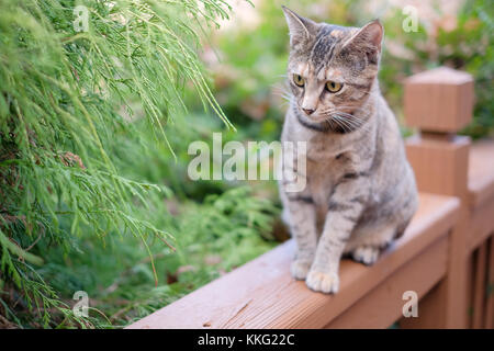 Grau tabby Kitten auf Veranda vor dem Geländer zu beobachten. Stockfoto