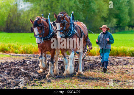 McMinnville, Oregon, USA - 11. April 2015: Zwei Frauen, eine Führung der anderen Holding Zügel des Entwurfs der Pferde ziehen die über ein Feld Pflug Pflug Stockfoto