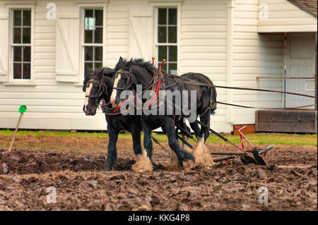 McMinnville, Oregon, USA - 11. April 2015: Entwurf der Pferde Ziehen einer Pflugschar über ein Feld mit einem historischen Gebäude im Hintergrund, auf der Farm Fest Stockfoto