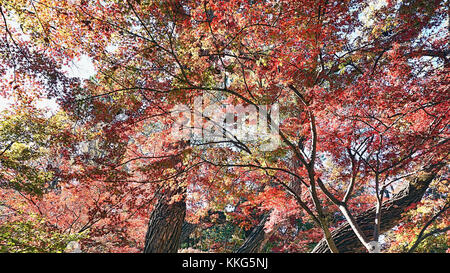 Japanischer Ahorn rot im Herbst. Stockfoto