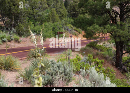 Eine Szene entlang des Zion-Mt. Carmel Hwy, wenn man den Zion National Park von Osten aus erreicht Stockfoto