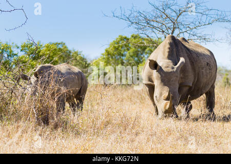 Breitmaulnashorn-Frau mit Welpen, von Hluhluwe-Imfolozi-Park, Südafrika. Afrikanische Tierwelt. Ceratotherium simum Stockfoto