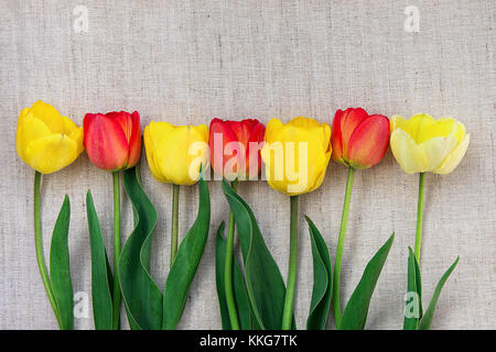 Zusammensetzung Tulpen in den Grenzregionen auf die hellgraue groben Leinentuch, minimalistischen Stil Muttertag geburtstag Ostern Grußkarten Poster te Stockfoto