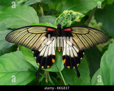 Eine große gelbe Mormone Schmetterling (Papilio lowi) auf einem Blatt auf der Insel Bali in Indonesien. Auch als eine asiatische Swallowtail bezeichnet. Stockfoto