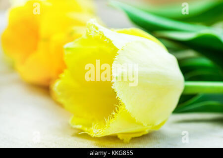 Zarte zarte Hell und blass gelbe Tulpen liegen auf Tag leinen tuch Hintergrund des minimalistischen Stil Mutter geburtstag Ostern Grußkarte poste Stockfoto