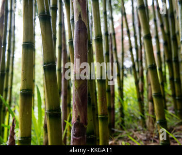 Trebah Garden, Mawnan Smith, Cornwall. England. Großbritannien Stockfoto