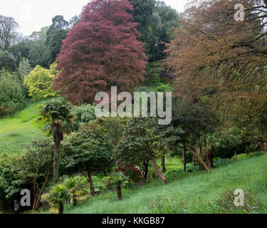 Trebah Garden, Mawnan Smith, Cornwall. England. Großbritannien Stockfoto