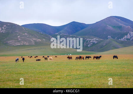 Herde von Pferden in Misty grüne Landschaft von Song Kul See, Kirgisistan Stockfoto