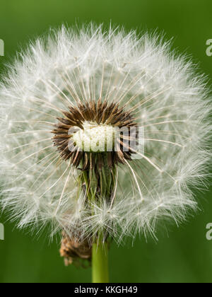 In der Nähe eines Teils verstreuten Dandelion Clock Stockfoto