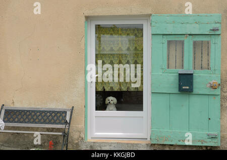 Neugieriger weißer französischer Pudel. provence alpes cote d'azur. Frankreich Stockfoto