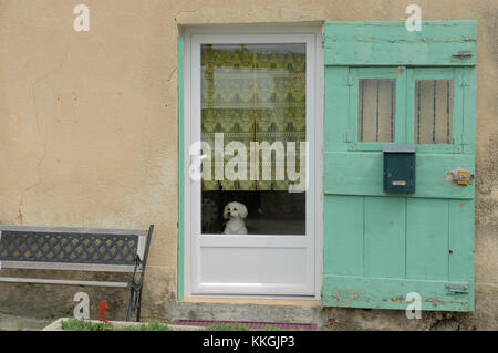 Neugieriger weißer französischer Pudel. provence alpes cote d'azur. Frankreich Stockfoto