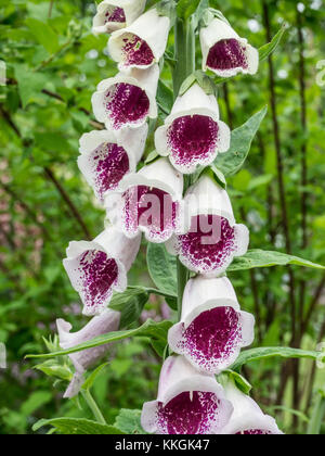 Nahaufnahme der Teil der Blüte spike Digitalis Pams Wahl Stockfoto