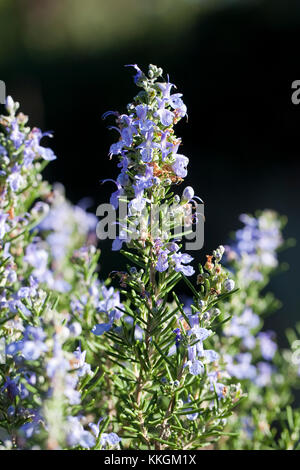 Rosmarin, Rosmarinus officinalis, Rosmarin Stockfoto