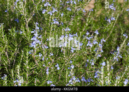 Rosmarin, Rosmarinus officinalis, Rosmarin Stockfoto