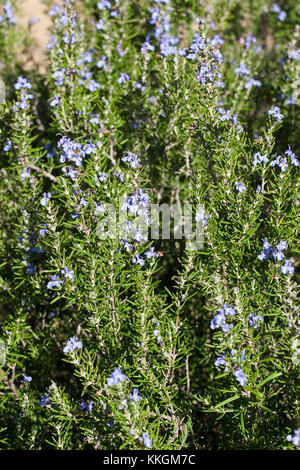 Rosmarin, Rosmarinus officinalis, Rosmarin Stockfoto