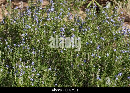 Rosmarin, Rosmarinus officinalis, Rosmarin Stockfoto