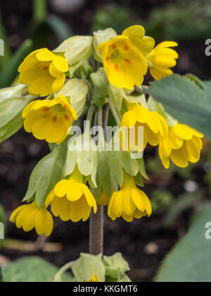 Nahaufnahme eines Schlüsselblume - Primula Veris flowerhead Stockfoto