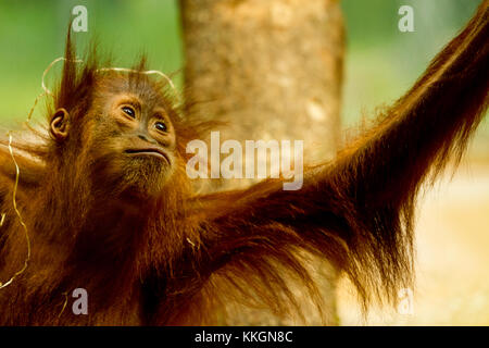 Cute Orang-utan im Dschungel in Vancouver Stockfoto