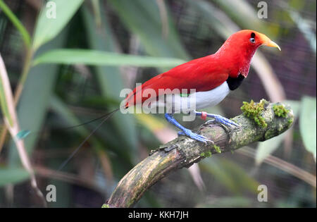 Walsrode, Deutschland. November 2017. Ein männliches Paradiesvogelbaby (Cicinnurus regius) sitzt am 28. November 2017 im Weltvogelpark in Walsrode. Holger Hollemann/dpa/Alamy Live News Stockfoto