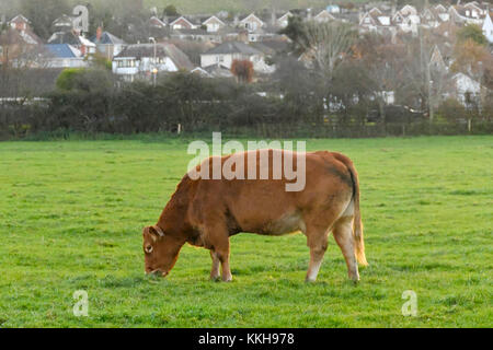 Bridport, Dorset, Großbritannien. 1. Dezember 2017. UK Wetter. Eine Kuh Beweidung auf Askers Wiese in Bridport in Dorset am ersten Tag der Meteorologische Winter. Foto Kredit. Graham Jagd-/Alamy leben Nachrichten Stockfoto