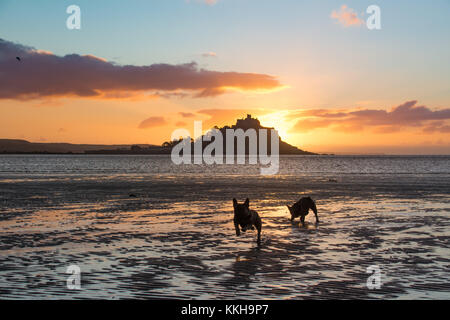 Französische Bulldoggen heraus für den Spaziergang am frühen Morgen bei Sonnenaufgang am langen felsformation Strand, in der Nähe von Marazion, Cornwall, mit St Michaels Berg im Hintergrund Stockfoto