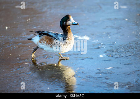 Burscough, Lancashire, UK. 1. Dezember, 2017. UK Wetter. Puna Teal Wild und unverlierbaren dabbling ducks Kampf um Essen auf einem zugefrorenen Teich nach kalter Nacht Temperaturen in ländlichen Lancashire. Nachdem ein eisiger Anfang Temperaturen erwartet, mit sonnigen Perioden später am Tag zu warm. Credit: MediaWordlImages/AlamyLiveNews Stockfoto