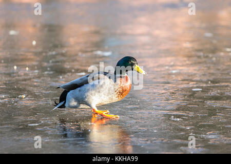 Burscough, Lancashire, UK. 1. Dezember, 2017. UK Wetter. Wild und unverlierbaren Enten Kampf um Essen auf einem zugefrorenen Teich nach kalter Nacht Temperaturen in ländlichen Lancashire. Nachdem ein eisiger Anfang Temperaturen erwartet, mit sonnigen Perioden später am Tag zu warm. Credit: MediaWordlImages/AlamyLiveNews Stockfoto