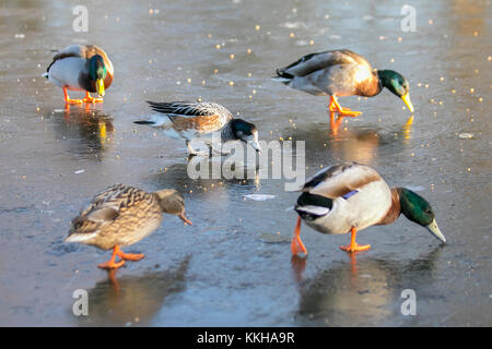 Burscough, Lancashire, UK. 1. Dezember, 2017. UK Wetter. Wild und unverlierbaren Enten Kampf um Essen auf einem zugefrorenen Teich nach kalter Nacht Temperaturen in ländlichen Lancashire. Nachdem ein eisiger Anfang Temperaturen erwartet, mit sonnigen Perioden später am Tag zu warm. Credit: MediaWordlImages/AlamyLiveNews Stockfoto