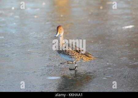 Burscough, Lancashire, UK. 1. Dezember, 2017. UK Wetter. Wild und unverlierbaren Enten Kampf um Essen auf einem zugefrorenen Teich nach kalter Nacht Temperaturen in ländlichen Lancashire. Nachdem ein eisiger Anfang Temperaturen erwartet, mit sonnigen Perioden später am Tag zu warm. Credit: MediaWordlImages/AlamyLiveNews Stockfoto