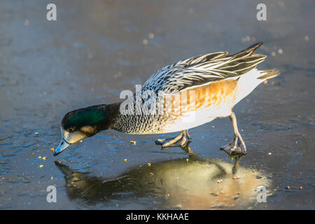 Burscough, Lancashire, UK. 1. Dezember, 2017. UK Wetter. Chilo Pfeifente Wild und unverlierbaren Enten Kampf um Essen auf einem zugefrorenen Teich nach kalter Nacht Temperaturen in ländlichen Lancashire. Nachdem ein eisiger Anfang Temperaturen erwartet, mit sonnigen Perioden später am Tag zu warm. Credit: MediaWordlImages/AlamyLiveNews Stockfoto