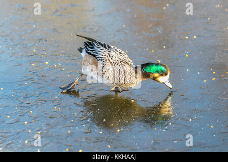 Burscough, Lancashire, UK. 1. Dezember, 2017. UK Wetter. Chilo Pfeifente Wild und unverlierbaren Enten Kampf um Essen auf einem zugefrorenen Teich nach kalter Nacht Temperaturen in ländlichen Lancashire. Nachdem ein eisiger Anfang Temperaturen erwartet, mit sonnigen Perioden später am Tag zu warm. Credit: MediaWordlImages/AlamyLiveNews Stockfoto