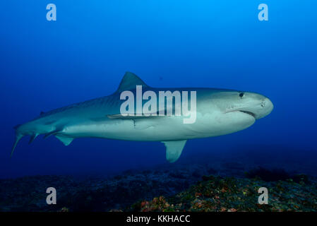 Galeocerdo cuvier, Tiger Shark, Costa Rica, Cocos Island, Costa Rica, Pazifik Stockfoto