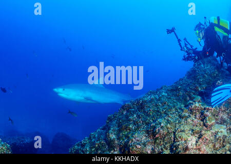 Tigerhai Galeocerdo cuvier, und Scuba Diver mit Unterwasserkamera, Cocos Island, Costa Rica, Pazifik Stockfoto