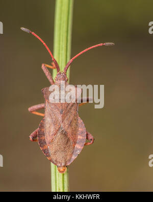 Dock Bug (Coreus Marginatus) klettern die Stammzellen von einem Dock Anlage. Cahir, Tipperary, Irland Stockfoto