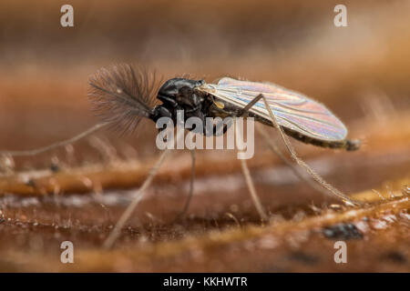 Männliche Chironomid (nicht beißen Midge) im Blatt Wurf in den Wald. Cahir, Tipperary, Irland Stockfoto