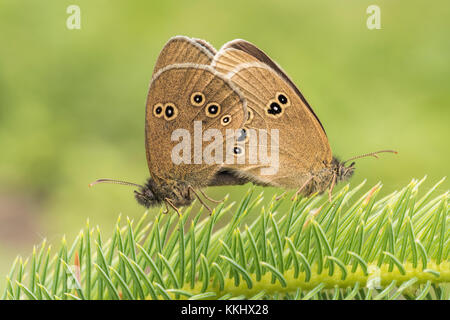 Ein paar der Ringelwürmer Schmetterlinge (Aphantopus hyperantus) Paaren auf einen jungen Baum im Wald Kiefer. Cahir, Tipperary, Irland Stockfoto