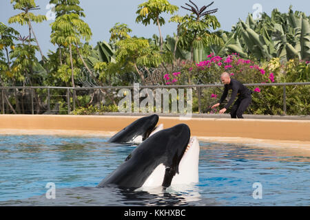 Teneriffa, Spanien - November 2017: Orca-Wale / Killerwale und Tiertrainer im Loro Parque in Puerto de La Cruz, Teneriffa Stockfoto
