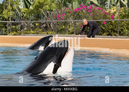 Teneriffa, Spanien - November 2017: Orca-Wale / Killerwale und Tiertrainer im Loro Parque in Puerto de La Cruz, Teneriffa Stockfoto
