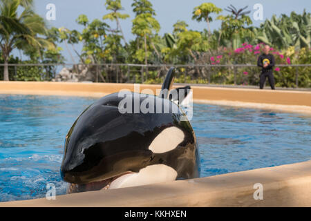 Teneriffa, Spanien - November 2017: Orca-Wale / Killerwale und Tiertrainer im Loro Parque in Puerto de La Cruz, Teneriffa Stockfoto