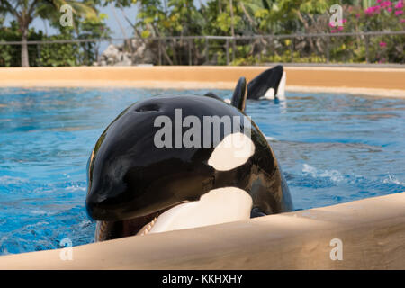 Teneriffa, Spanien - November 2017: Orca Wale/Schwertwale in Pool im Loro Parque in Puerto de la Cruz, Teneriffa Stockfoto