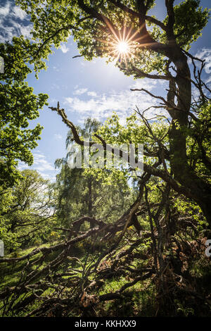 Alten Eichen an Pityoulish im Cairngorms Nationalpark von Schottland. Stockfoto