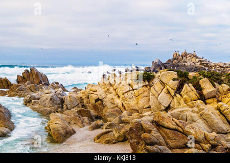 Bird Rock mit Wasservögeln, Möwen und Kormorane sitzen auf dem Felsen, Monterey Bay, Kalifornien, USA Stockfoto