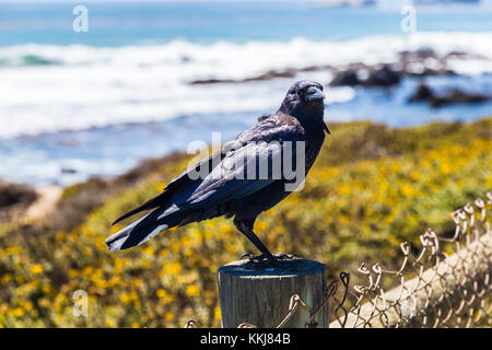 Amerikanische Krähen (Corvus brachyrhynchos) auf Zaun in San Simeon, Big Sur, Kalifornien, USA Stockfoto