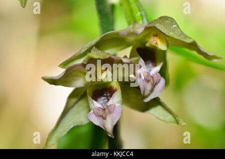 Breitblättrige Helleborine, 'Epipactis Helleborine', Laubwälder, Juli und August, weit verbreitet, Nahaufnahme, Somerset, Großbritannien Stockfoto