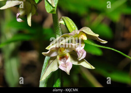 Breitblättrige Helleborine, 'Epipactis Helleborine', Laubwälder, Juli und August, weit verbreitet, Nahaufnahme, Somerset, Großbritannien Stockfoto