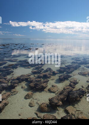 Versenkt Stromatoliths an der Shark Bay, Western Australia Stockfoto