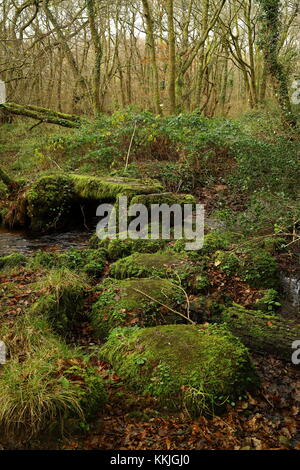 Alte bemoosten Stein einfach 1880 Brücke über einem Waldbach, dartmoor, Devon, Großbritannien Stockfoto