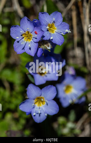 Blau Flachs Blumen blühen an der Yellowstone National Park Juli 1, 2017 in Wyoming. (Foto von Jacob w. Frank über planetpix) Stockfoto