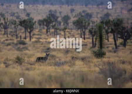 Einen Kojoten Jagt um den Joshua Tree National Park Hall von Schrecken, 31. Oktober 2017 in Twentynine Palms, Kalifornien. (Foto durch glauco Puig - Santana über planetpix) Stockfoto